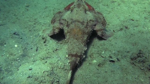 Polka dot batfish swims away, POV