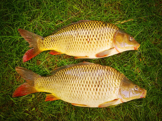 Fishing catch. The Common Carp ( Cyprinus Carpio ). In Central Europe ( Poland and Czech Republic ), fish is a traditional part of a Christmas Eve dinner.