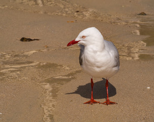 Silver Gull