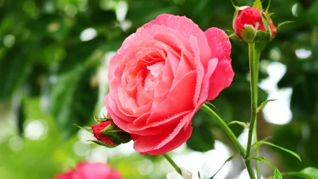 Close-up of a blooming pink rose. (2)