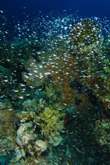 Red  Dwarf Sweeper swim over the reef in ras mohammed