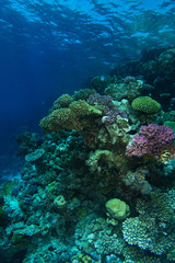 Fototapeta na wymiar Coral garden in ras mohammed red sea