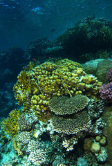 Yellow sponge and table coral in Ras Mohammed red sea