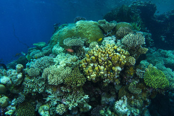 Coral garden and yellow sponge in Ras Mohammed Red Sea