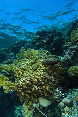 Yellow sponge and firel coral in coral garden in Ras Mohammed Red Sea