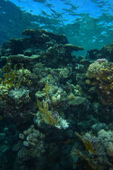 Fire coral and table coral in shallow water