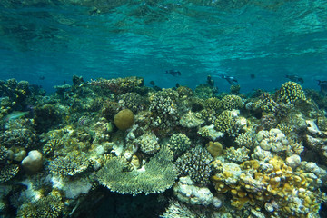 Naklejka na ściany i meble Shallow water coral garden in Ras Mohammed red sea
