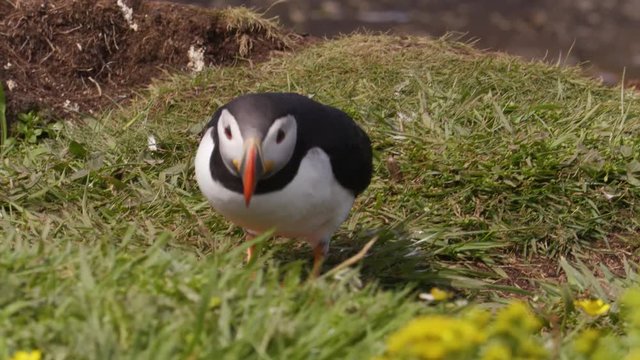 Atlantic puffin behaviour 