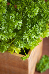 fresh parsley herb in wooden pot