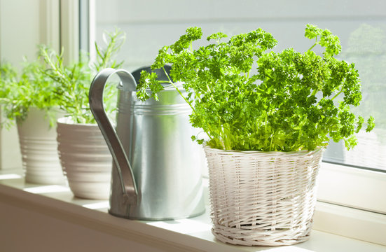 fresh parsley herb in white pot on window