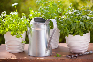 fresh basil parsley mint herbs in garden