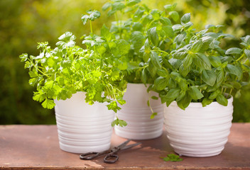 fresh basil parsley mint herbs in garden