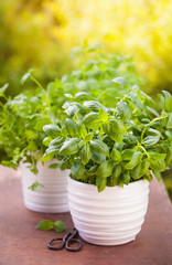 fresh basil parsley mint herbs in garden
