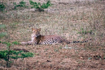 Leopard side view 