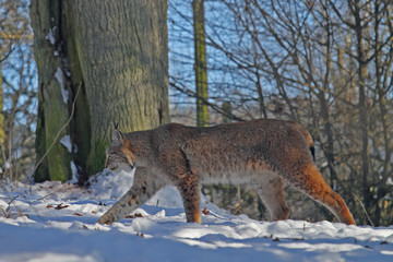 Luchs