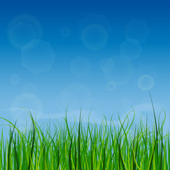 Obraz premium Bright and juicy green grass on a blue sky background. Morning.