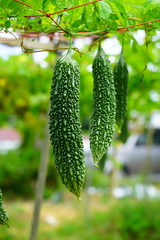 Goya bitter melon (momordica charantia) plant growing in Okinawa, Japan