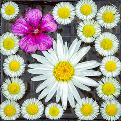 Obraz premium garden flowers chamomilies and phlox in water surface top view square background