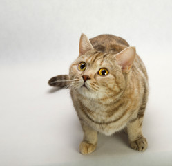 British Shorthair cat Close-up