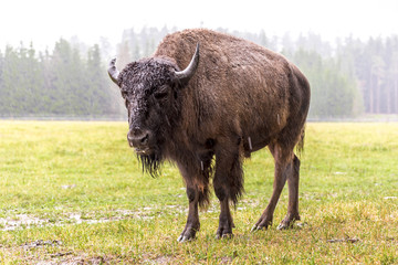 Bison in rainy day © kojin_nikon