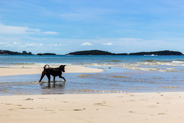 Sea side view :ビーチ・波打ち際で遊ぶ犬