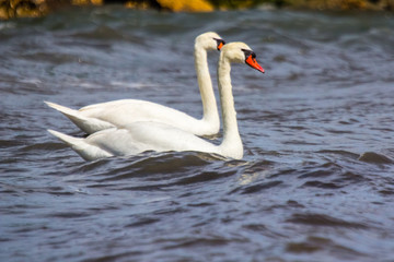 Swans in Petite Camargue, on the pond of Berre on Provence