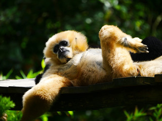 Gibbon