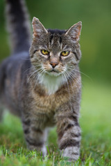 Kater in einer Wiese