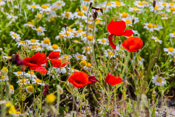 Poppies and wildflowers in Provence