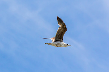 Terns in flight