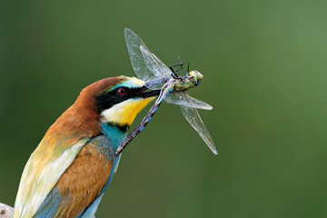 Bienenfresser mit Libelle