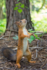 Squirrel stands on its hind legs