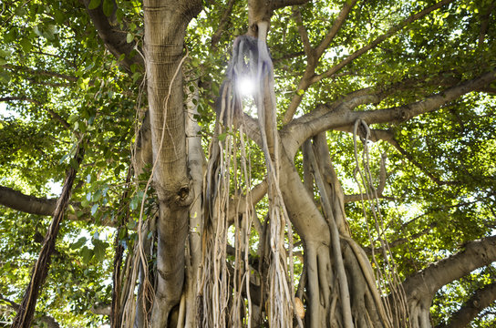 バニヤンの木