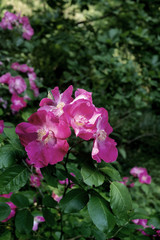 Camelia