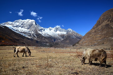 Samdo valley