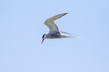 Fototapeta na wymiar Terns in flight