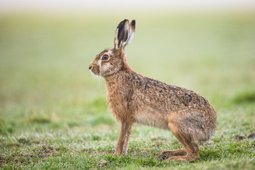 Brown Hare