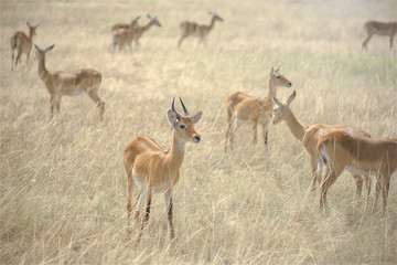 Naklejka na ściany i meble Uganda Antelope Herd