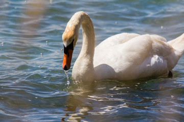 Swans in Petite Camargue, on the pond of Berre on Provence
