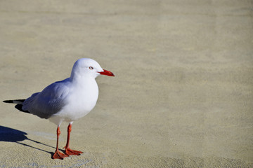 Seagull