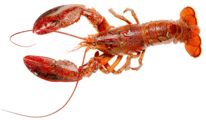 lobster