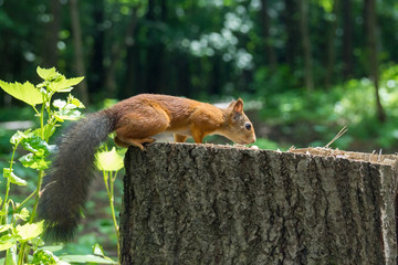 Squirrel on a hemp with a nut