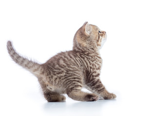 Shorthair scottish cat kitten goes side view isolated on a white background.