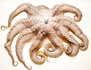 octopus