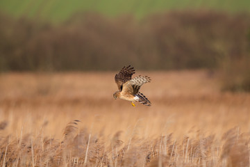 Hen harrier