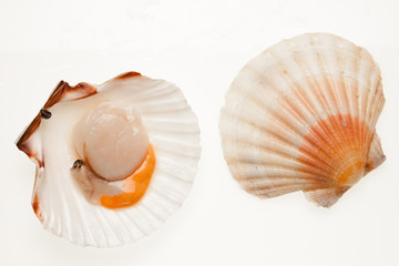 scallop