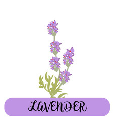 lavender flowers elements. Botanical. Collection of lavender flowers on a white background. Vector illustration bundle.