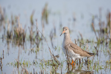 Redshank