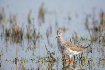 Redshank