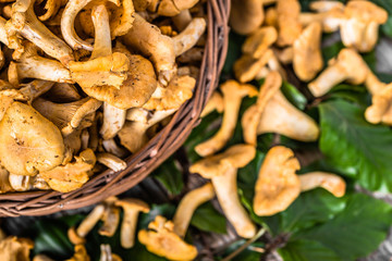 Fresh chanterelles mushrooms in a basket on wooden table